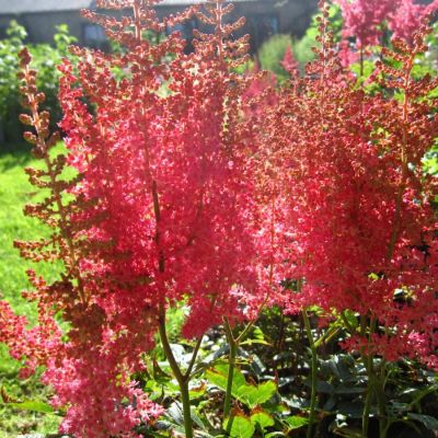 Астильба арендса Эльза Шлук - Dolina-Sad.Ru