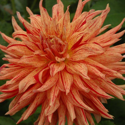 Георгина Манияк Георгина Манияк фото