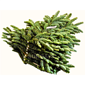 Ветки пихты Нобилис - Dolina-sad.ru