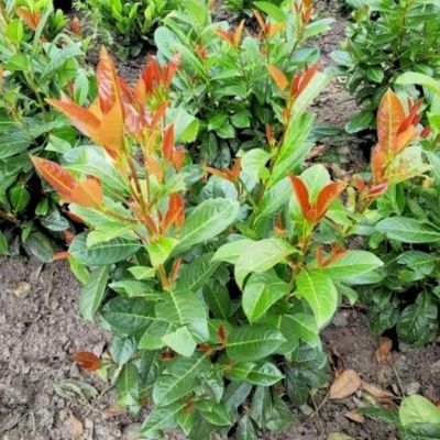 Лавровишня Он Фаер Лавровишня Он Фаер - Dolina-Sad.Ru