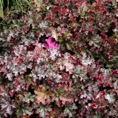 Гейхера Кан Кан Гейхера Кан Кан фото