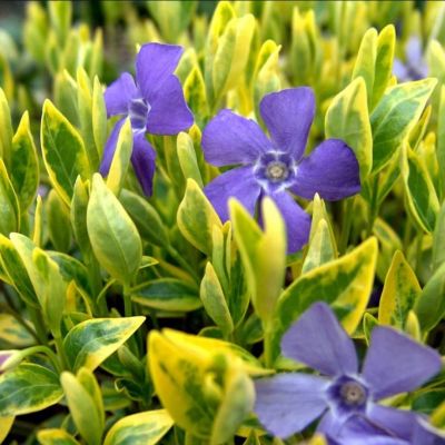 Витекс малый Ауреовариегата Витекс малый Ауреовариегата - Dolina-Sad.Ru