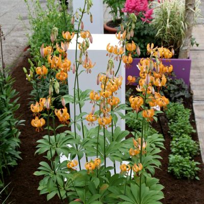 Лилия Террэйс Сити Лилия Террэйс Сити - Dolina-Sad.Ru