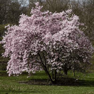 Магнолия Леонард Мессель фото