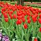 Тюльпан Скай Хай Скарлет Тюльпан Скай Хай Скарлет фото