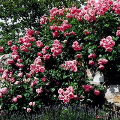 Роза Лавиния Роза Лавиния - Dolina-Sad.Ru