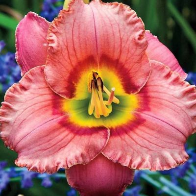 Лилейник Беррилише (в горшке 1л) Лилейник Беррилише (в горшке 1л) фото