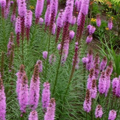 Лиатрис колосковый Кобольд , P11 Лиатрис колосковый Кобольд , P11 фото