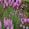 Лиатрис колосковый Кобольд , P11 Лиатрис колосковый Кобольд , P11 фото