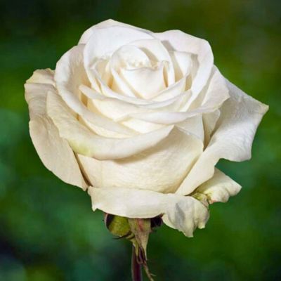 Роза Венделла - Dolina-Sad.Ru