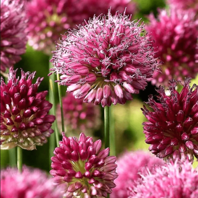 Аллиум Сфероцефалон Аллиум Сфероцефалон фото