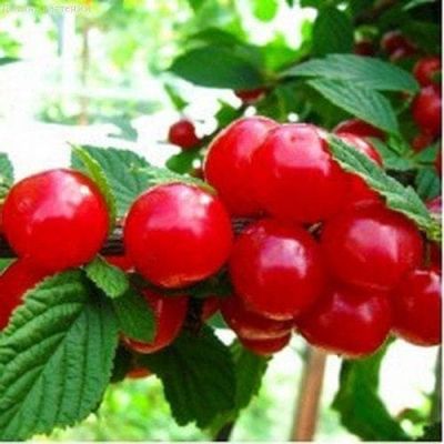 Вишня войлочная Детская Вишня войлочная Детская фото