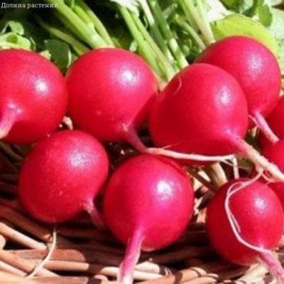 Редис Дуро Краснодарское 50,0 г Редис Дуро Краснодарское 50,0 г фото