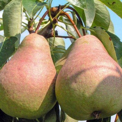 Груша Выставочная/Зимняя фото