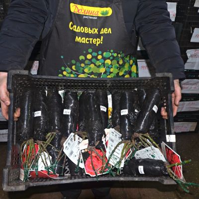 Роза Зоммерзонне - Dolina-Sad.Ru