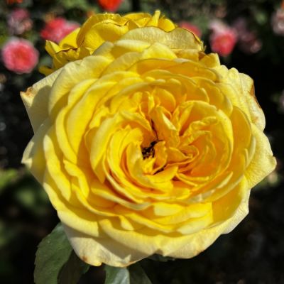 Роза Соуза Роза Соуза - Dolina-Sad.Ru