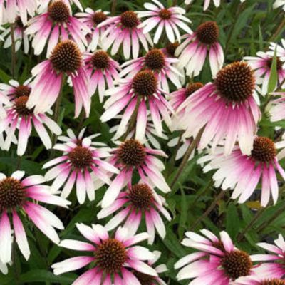 Эхинацея Претти Парасол Эхинацея Претти Парасол - Dolina-Sad.Ru