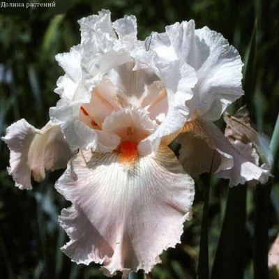 Ирис Фраппэ Ирис Фраппэ фото