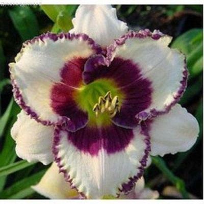 Лилейник Биг Смайл фото