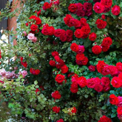 Роза Байкал Роза Байкал - Dolina-Sad.Ru