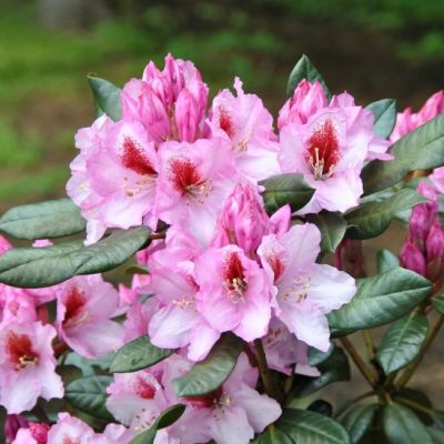 Рододендрон Диадем Рододендрон Диадем фото