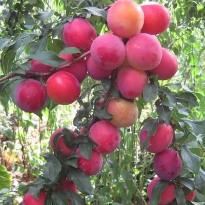 Слива Абрикосовая Комета Кубанская (Алыча Гибридная) Слива Абрикосовая Комета Кубанская (Алыча Гибридная) фото