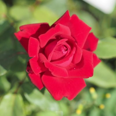 Роза Руби Вединг Роза Руби Вединг - Dolina-Sad.Ru