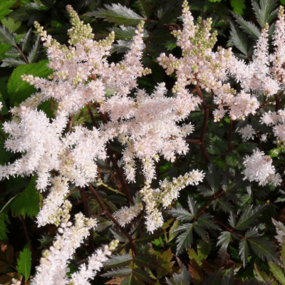 Астильба Арендса Бумальда , x Астильба Арендса Бумальда , x фото