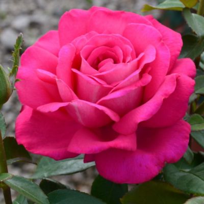 Роза Веласкес - Dolina-Sad.Ru