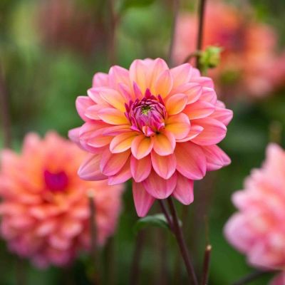 Георгина Грейт Сайленс - Dolina-Sad.Ru