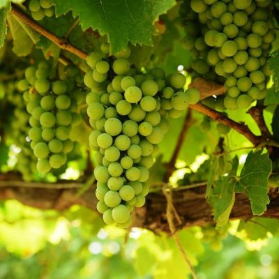 Виноград Сурученский Виноград Сурученский фото