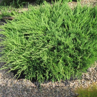 Можжевельник Горизонтальный Андорра, C3 - Dolina-Sad.Ru