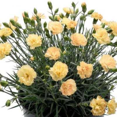 Гвоздика Менорка Еллоу - Dolina-Sad.Ru