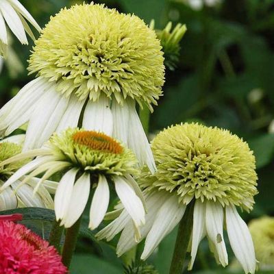 Эхинацея пурпурная Прарайд Блэйз Винтаж Лайм - Dolina-Sad.Ru