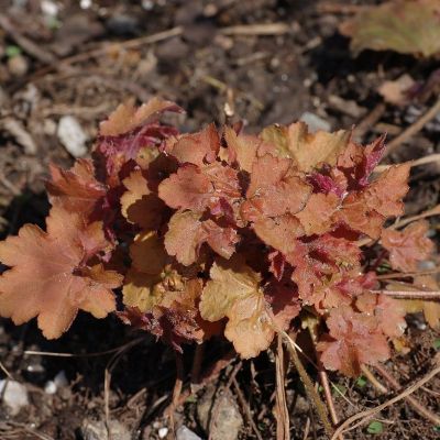 Гейхера мохнатая Гейхера мохнатая - Dolina-Sad.Ru