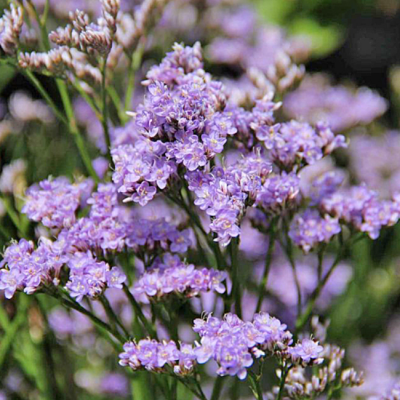 Кермек широколистный Кермек широколистный фото