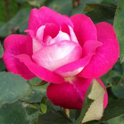 Роза Акапелла Роза Акапелла фото