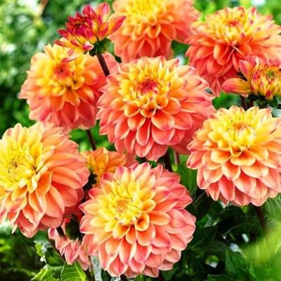 Георгина Принцесса Элизабет Георгина Принцесса Элизабет фото