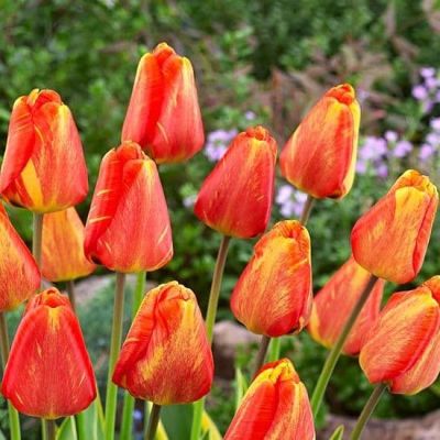 Тюльпан Мистик Гарант фото