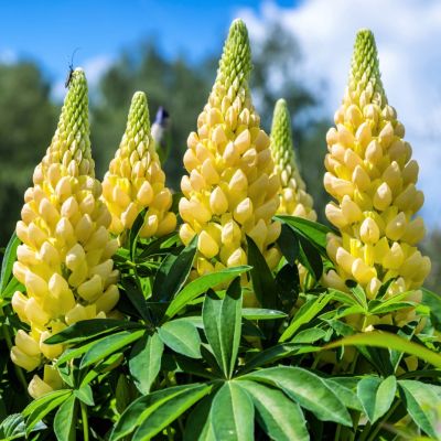 Люпин Кронлеучтер Люпин Кронлеучтер - Dolina-Sad.Ru