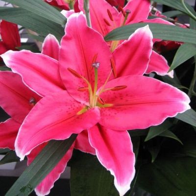 Лилия Кобра (в горшке) Лилия Кобра (в горшке) фото