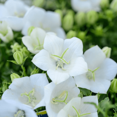 Колокольчик карпатский Перл Вайт , P9 Колокольчик карпатский Перл Вайт , P9 фото