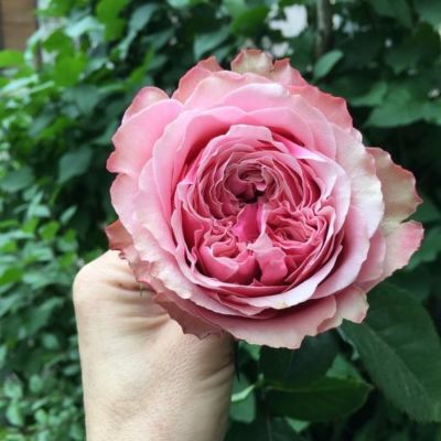 Роза Белиз Роза Белиз - Dolina-Sad.Ru