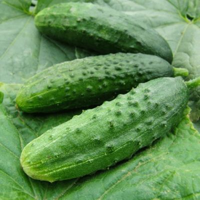 Огурец Пасамонте F1 Огурец Пасамонте F1 фото