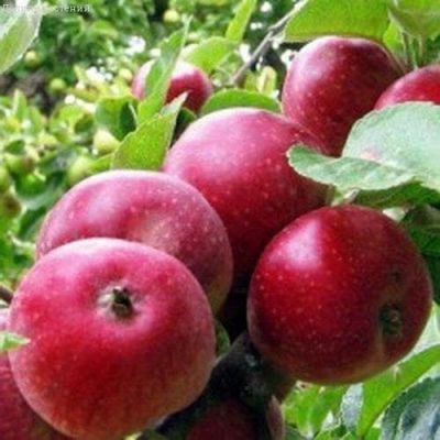 Яблоня Коваленковское/Летняя Яблоня Коваленковское/Летняя фото