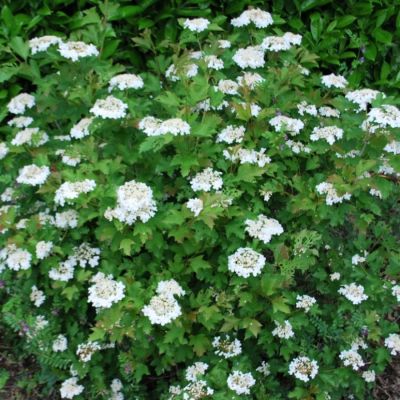 Калина обыкновенная Компактум Калина обыкновенная Компактум - Dolina-Sad.Ru