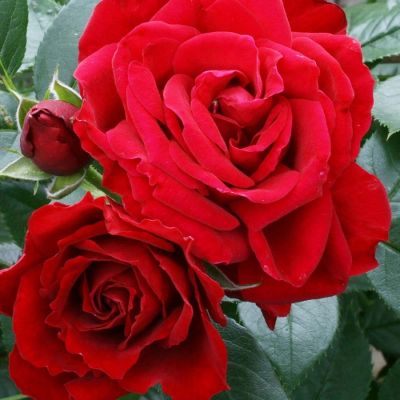 Роза Руби Вединг Роза Руби Вединг - Dolina-Sad.Ru