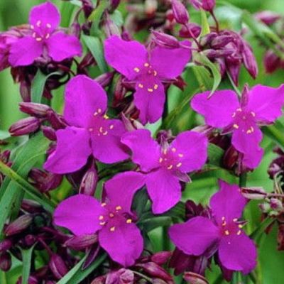 Традесканция Рэд Грейп Традесканция Рэд Грейп - Dolina-Sad.Ru