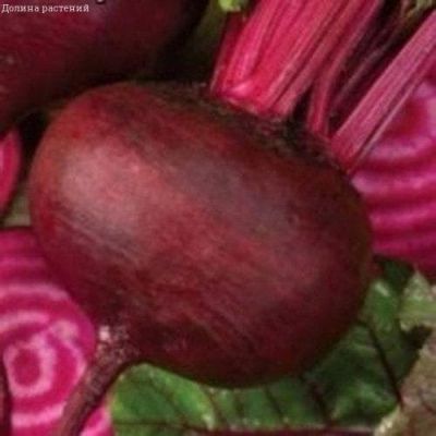 Свекла Кубанская Борщевая 43( столовая) Свекла Кубанская Борщевая 43( столовая) фото