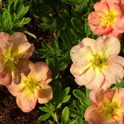 Лапчатка кустарниковая Белла Эппл, С2 Лапчатка кустарниковая Белла Эппл, С2 - Dolina-Sad.Ru